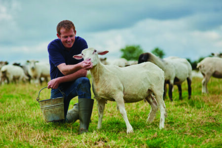 Farm, sheep and feeding with man in field for agriculture, susta
